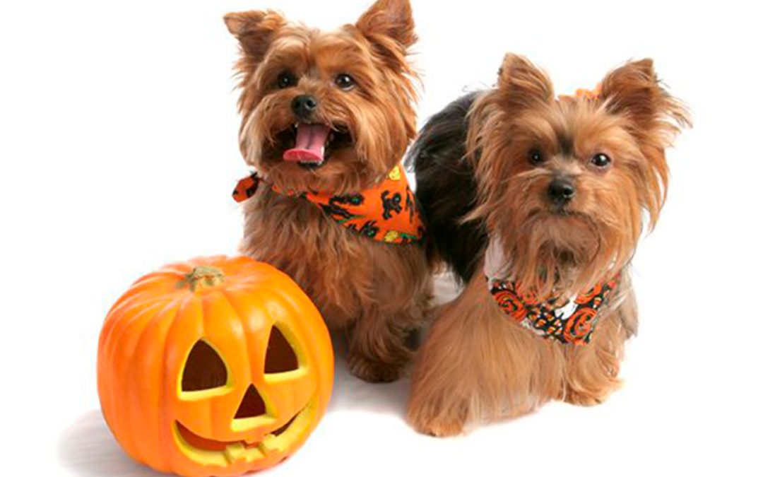 ¿Cómo disfrutar Halloween con los animales?